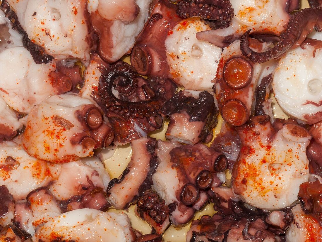 Oktopus (polbo)